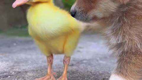 Feathered Friends: Dog's Soft Spot for Duck