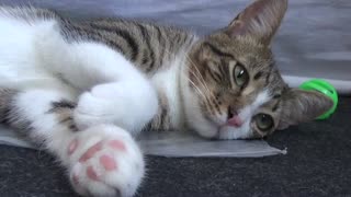 Kitten Lies on a Plastic Bag and Stretches