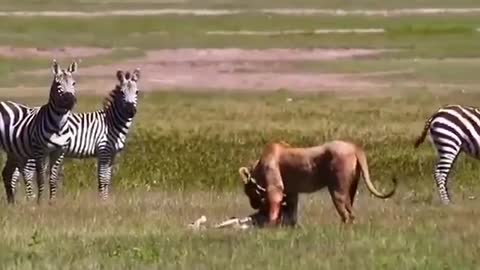 the lion is attacking the zebra baby