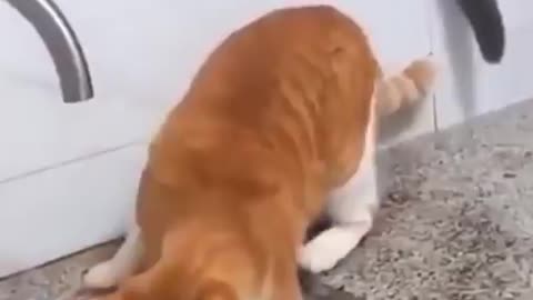 Funny Cats Compilation