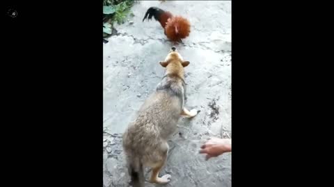 chicken 🐓 and dog 🐕 funny 😂 fight watch video and enjoy.