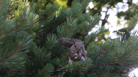 Squirrel top trees