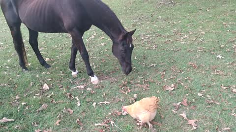 Horse joining the chickens party