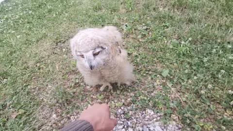 Adorable baby owl runs to owner