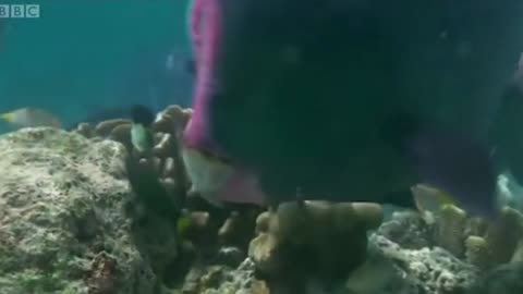 Meet the feeding " humphead parrotfish"