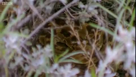 How to Catch a Rattlesnake | Vets in the Wild West | BBC Earth