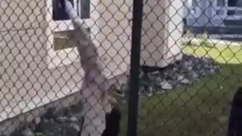 Little Kid Gets Stuck On The Fence