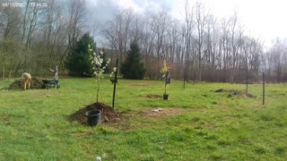 Planting Fruit Trees at NightCloudFarms