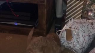 Small brown dog opening white present