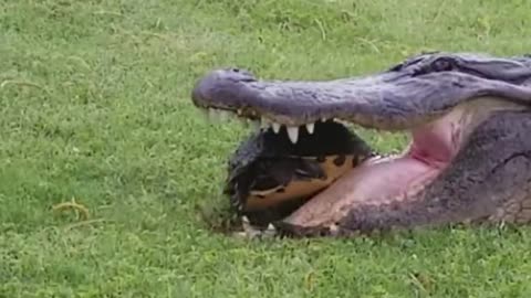Alligator Tries To Eat Turtle