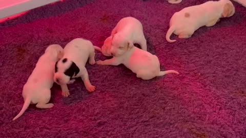 9 day old Pointer Puppies