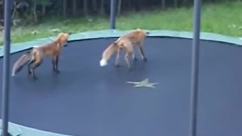 Foxes Jumping on my Trampoline happy Animals