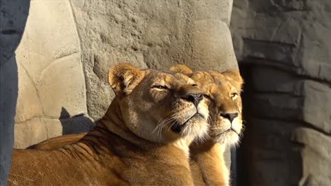 OLHA SÓ ESSES BICHOS LINDOS APRECIANDO O DIA