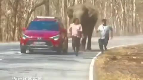 Chased By Elephant