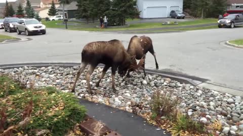 Watch Moose Fight in a Quiet Alaska Suburb | National Geographic funnyvideo