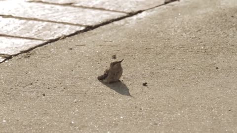 Baby Hummingbird Learning To Fly With Mom Helping And Feeding Him (1)