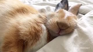 This adorable bunny really is a very sound sleeper