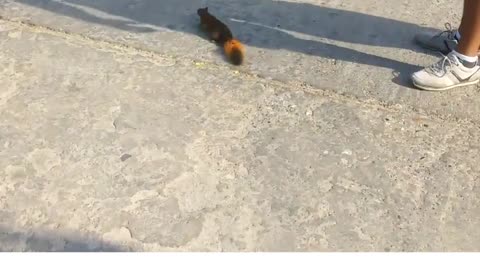 Saving the squirrel from death