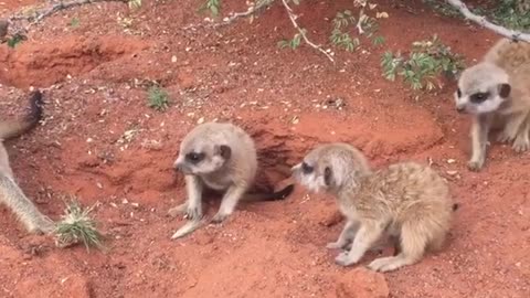 Meerkats in the Morning