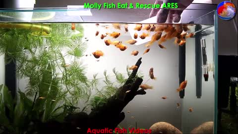 Molly Fish Eat & Rescue ARES