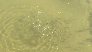Minnows of the Humber River 11