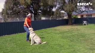 How to train your dog. FREE DOG TRAINING SERIES – Lesson 1: how to teach your dog to sit and drop