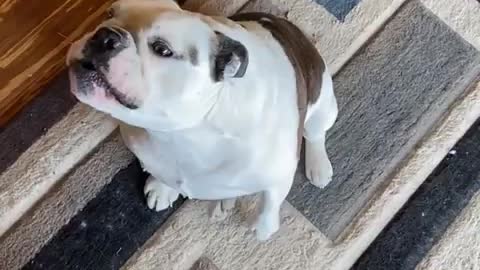 Bulldog Tries to Copy Husky While He Howls