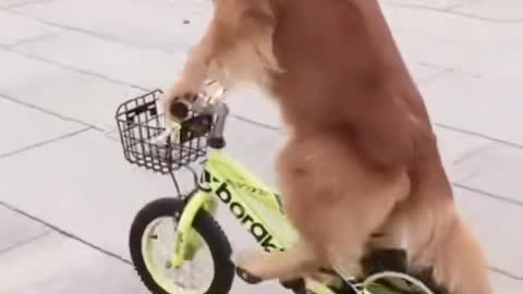 Dog riding a bike😘😘💃🐕🐕