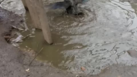 Duck taking a bath