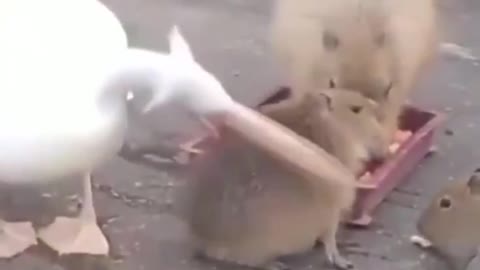 Pelican Tries to eat capybara !😮