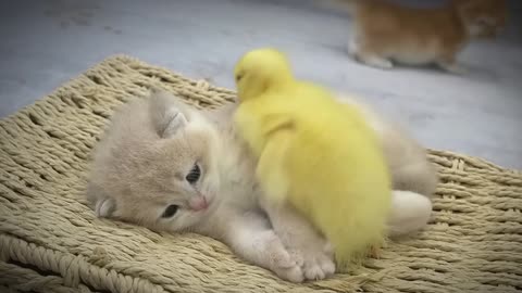 Wow 😍 what an adorable friendship a baby duck and a cute kitten make