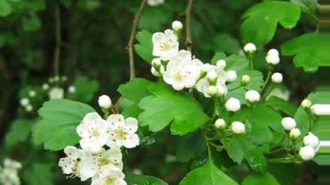 Pilriteiro ( Crataegus Oxyacantha ) serve para problemas cardíacos e pressão alta