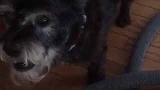 Grey dog getting scratched and barking