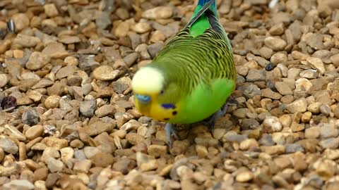 Parrot; Budgerigar