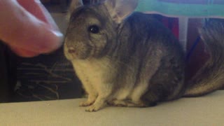 Chinchilla eats seeds on the couch