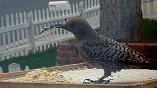 Deformed Beak on woodpecker