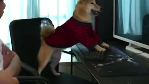 A dog friend wields a keyboard, funny puppy 2021