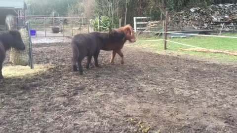 Miniature horse has serious business with the poop of another horse