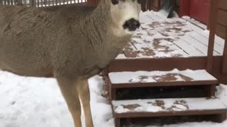 Deer Meets Guy at the Door
