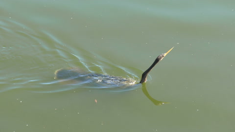 Anhinga swimming in a lake