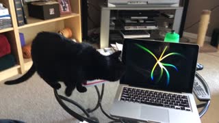 Cat Scared of Computer Screensaver!