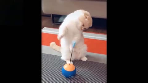 Cute little pets - Funny videos