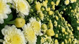 Flowers in a greenhouse | Heeman's London Ontario
