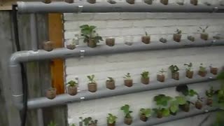 Hydroponics into Aquaponics