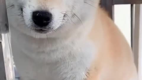 I'm a Shiba!