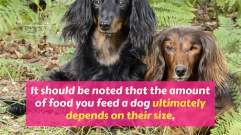 How To Feed My Dachshund Healthy To Have A Happy And Strong Dachshund