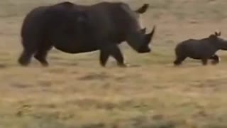 A fighting between Rino vs hyena #shorts #hyenavsrino