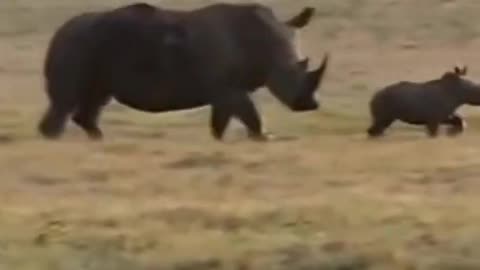 A fighting between Rino vs hyena #shorts #hyenavsrino