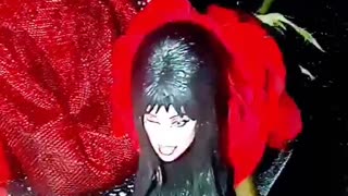 "Red Blood Roses X Satin Red Freight Elvira"Black Satin Elvira" X Special Friend Lola Kitty"