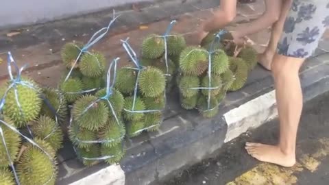 HAVE YOU EVER SEEN A RAINBOW DURIAN?